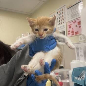 Clove -  Domestic Short Hair Cat for Adoption in Chicago, Illinois - Clove | PetCurious