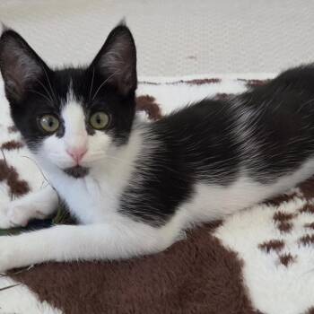 Queen -  Domestic Short Hair Cat for Adoption in Westminster, California - Queen | PetCurious