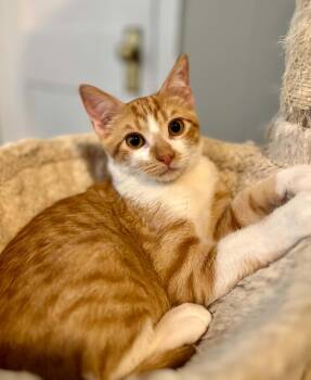 Havarti -  American Shorthair Cat for Adoption in Gulfport, Mississippi - Havarti | PetCurious