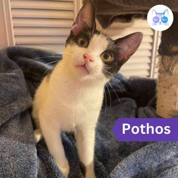 Rescue Domestic Short Hair Cats for Adoption in Penfield, New York - Pothos | PetCurious