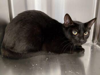 FOUND -  Domestic Short Hair Cat for Adoption in Liberty, Missouri - FOUND | PetCurious