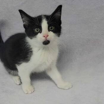 Tairn -  Domestic Short Hair Cat for Adoption in Valdosta, Georgia - Tairn | PetCurious
