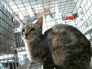 Domestic Short Hair Cats Available for Adoption in Houston, Texas - A2070080 | PetCurious