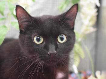 Domestic Short Hair Cats Available for Adoption in Portland, Oregon - Luna | PetCurious