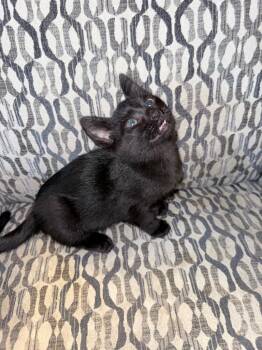 Jack -  Domestic Short Hair Cat for Adoption in Shawnee, Kansas - Jack | PetCurious