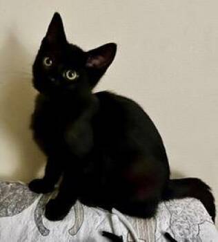 Rescue Domestic Short Hair Cats for Adoption in Farmington, Minnesota - Mickey And Minnie | PetCurious