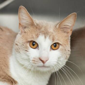 Pumpkin -  Domestic Short Hair Cat for Adoption in Middletown, Rhode Island - Pumpkin | PetCurious