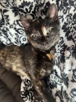 Tonks -  Tortoiseshell Cat for Adoption in Anchorage, Alaska - Tonks | PetCurious