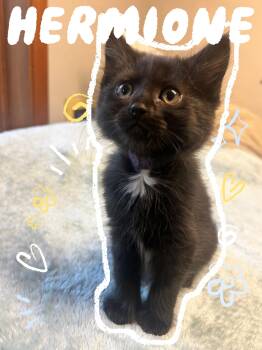 Hermione -  Domestic Short Hair Cat for Adoption in Pasco, Washington - Hermione | PetCurious