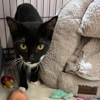 Domestic Short Hair Cats Available for Adoption in Bedford, New Hampshire - Ellis | PetCurious