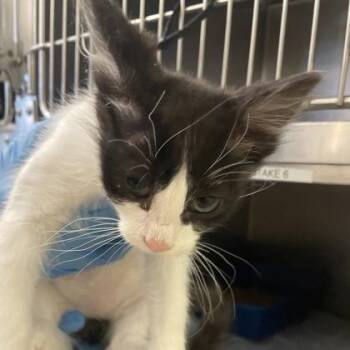 Domestic Medium Hair Cats Available for Adoption in Flagstaff, Arizona - Zyke | PetCurious