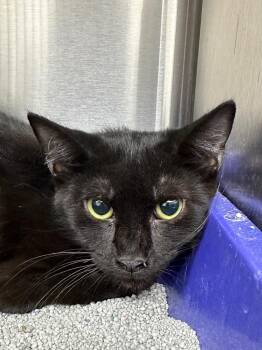 Aurora -  Domestic Short Hair Cat for Adoption in Lake City, Arkansas - Aurora | PetCurious