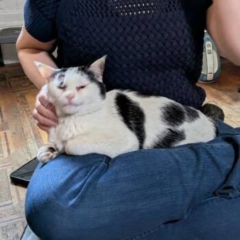 Domestic Short Hair Cats Available for Adoption in Westhampton, New York - Ziggy | PetCurious