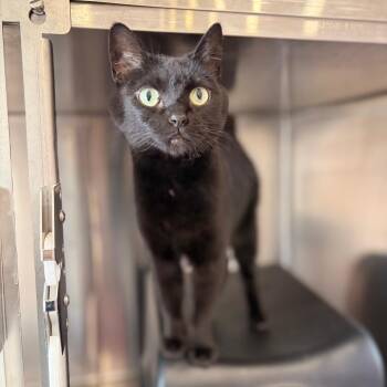 Jiro -  Domestic Short Hair Cat for Adoption in Spokane, Washington - Jiro | PetCurious