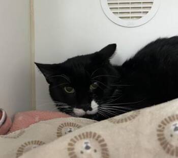 Freddy -  Domestic Short Hair Cat for Adoption in Reisterstown, Maryland - Freddy | PetCurious