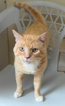 Coconut Tart (FIV+) -  Domestic Short Hair Cat for Adoption in Alexandria, Virginia - Coconut Tart (FIV+) | PetCurious