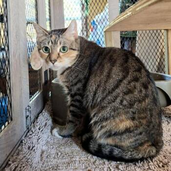 Domestic Short Hair Cats Available for Adoption - Sassy May | PetCurious