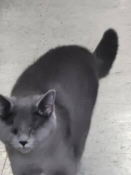 Tamara 6570 -  Domestic Short Hair Cat for Adoption in Locust Grove, Virginia - Tamara 6570 | PetCurious
