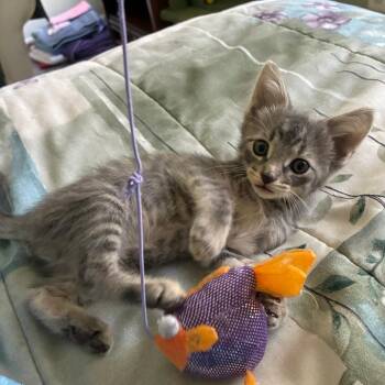 Margaritaville -  Domestic Short Hair Cat for Adoption in Baltimore, Maryland - Margaritaville | PetCurious