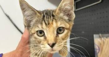 Domestic Short Hair Cats Available for Adoption in Dayton, Minnesota - Chia | PetCurious