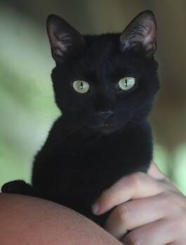 Utaweechie -  Domestic Short Hair Cat for Adoption in North Fort Myers, Florida - Utaweechie | PetCurious