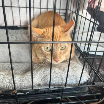 Heinz -  Domestic Short Hair Cat for Adoption in Nashville, Tennessee - Heinz | PetCurious