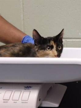 GEMINI -  Domestic Short Hair Cat for Adoption in Tulsa, Oklahoma - GEMINI | PetCurious