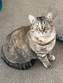 Domestic Short Hair Cats Available for Adoption - Brandi | PetCurious