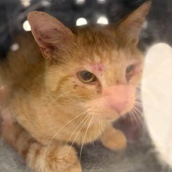 71670 -  Domestic Short Hair Cat for Adoption in Harrisonburg, Virginia - 71670 | PetCurious