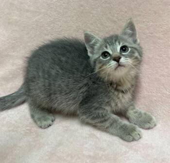 Domestic Short Hair Cats Available for Adoption in Jackson, Michigan - Aramis | PetCurious