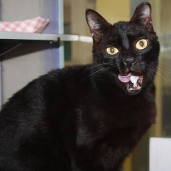 Hoot -  Domestic Short Hair Cat for Adoption in Richmond, Virginia - Hoot | PetCurious