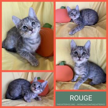 Rogue -  Domestic Short Hair Cat for Adoption in Corpus Christi, Texas - Rogue | PetCurious