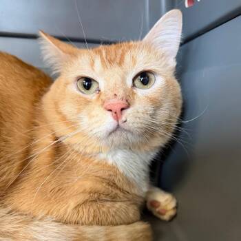Domestic Short Hair Cats Available for Adoption - Cheez- It | PetCurious