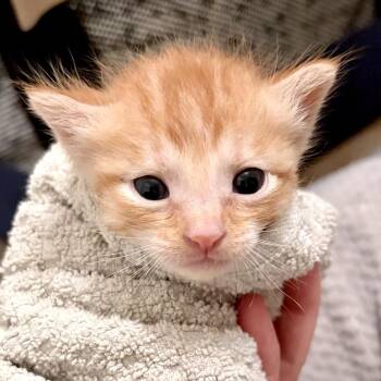 Domestic Short Hair Cats Available for Adoption in Austin, Texas - Egg Yolk Jellyfish 7 | PetCurious