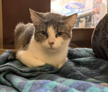 Svetlana -  Domestic Short Hair Cat for Adoption in Pearland, Texas - Svetlana | PetCurious