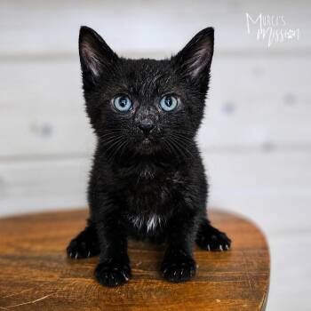 Olivka -  Domestic Short Hair Cat Available for Adoption in Spokane, Washington - Olivka | PetCurious