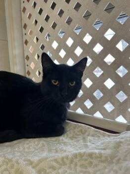Rescue Domestic Short Hair Cats for Adoption in Dekalb, Illinois - Six Pack | PetCurious