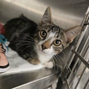 Sweet Pea -  Domestic Short Hair Cat for Adoption in Waldorf, Maryland - Sweet Pea | PetCurious