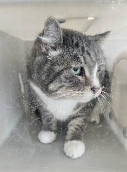Boo -  Domestic Short Hair Cat for Adoption in Ogden, Utah - Boo | PetCurious