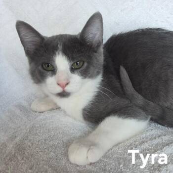 Tyra Banks -  Domestic Short Hair Cat for Adoption in Matteson, Illinois - Tyra Banks | PetCurious