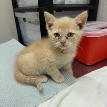 Rocket -  Domestic Short Hair Cat for Adoption in Morganton, North Carolina - Rocket | PetCurious