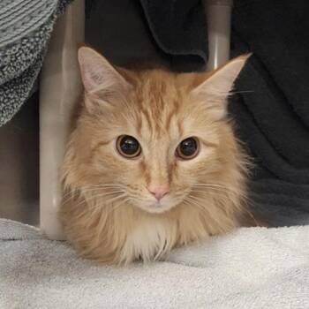 Domestic Medium Hair Cats Available for Adoption in Huntsville, Alabama - Natalie | PetCurious