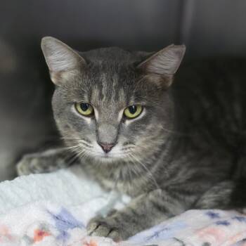Gabe -  Domestic Short Hair Cat for Adoption in Huntsville, Alabama - Gabe | PetCurious