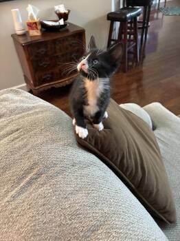 Wylie -  Domestic Short Hair Cat for Adoption in Orlando, Florida - Wylie | PetCurious
