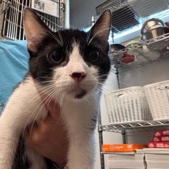 Jake -  Domestic Short Hair Cat for Adoption in Tampa, Florida - Jake | PetCurious