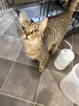 Domestic Short Hair Cats Available for Adoption in Camden, South Carolina - Celery | PetCurious