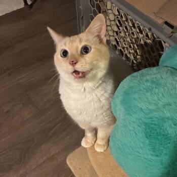 Gouda Tarkitty -  Siamese Cat for Adoption in Merrifield, Virginia - Gouda Tarkitty | PetCurious