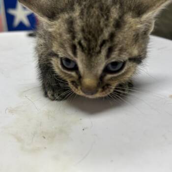Zara -  Domestic Short Hair Cat for Adoption in Lufkin, Texas - Zara | PetCurious