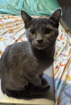 Rescue Domestic Short Hair Cats for Adoption in Lansing, Michigan - Bliss (25-199 C) | PetCurious
