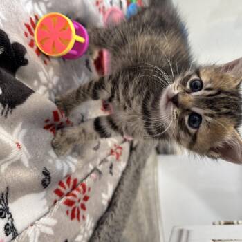 Batman Litter of 4 -  Domestic Short Hair Cat for Adoption in North Richland Hills, Texas - Batman Litter Of 4 | PetCurious